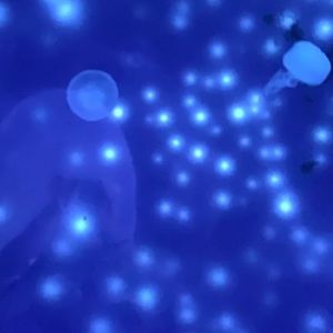 Meet your Posher, Gwen